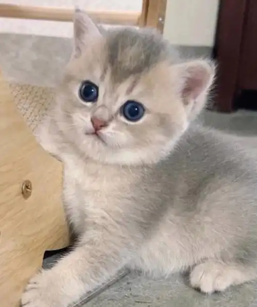 蓝金渐层幼猫