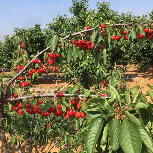 大樱桃树苗盆栽车厘子山东樱桃苗嫁接南北方种植地栽结果