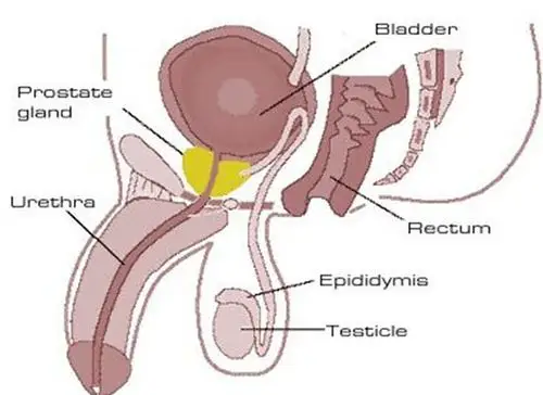 男性龟头形状的图片