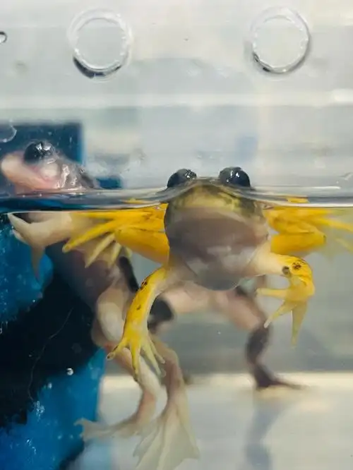 我家宠物好可爱  #角蛙  #爬宠  #守宫  #疫情北京   水里搞 岸里搞