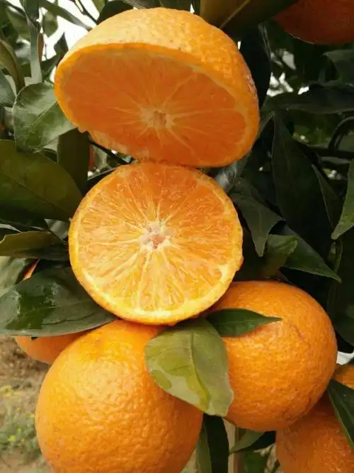 汉源黄果柑,现摘现发,感谢大家的支持