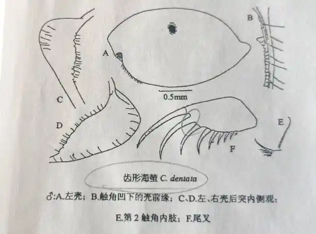 为了能看到海洋"蓝眼泪"奇观,我嫁到了福建平潭(不是