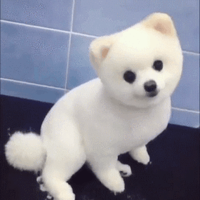 博美摇头眨眼动图表情包