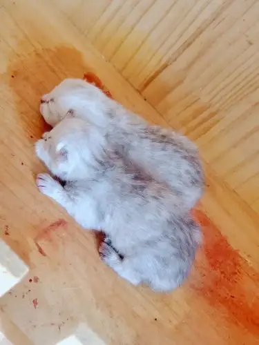 预定刚出生的银渐层小猫咪