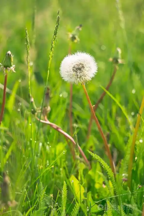 成熟蒲公英的特写照片. 草地上毛茸茸的白色蒲公英的特写.