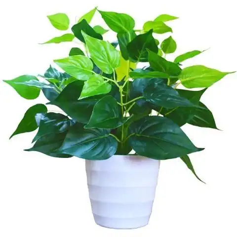 小盆花草植物图片|小盆花草植物种类|小盆花草植物装饰|批发 - 淘宝