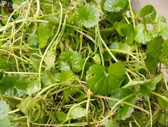 扁蓄的功效与作用附食用方法和禁忌