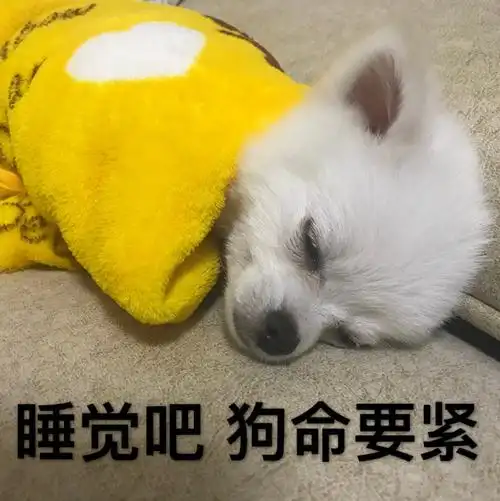睡觉吧,狗命要紧_狗命_要紧_睡觉表情