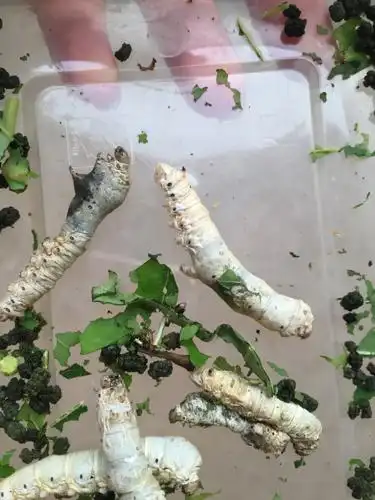 蚕宝宝饿了一天,完了之后给它吃新鲜桑叶,怎么还死了好多,身体还都