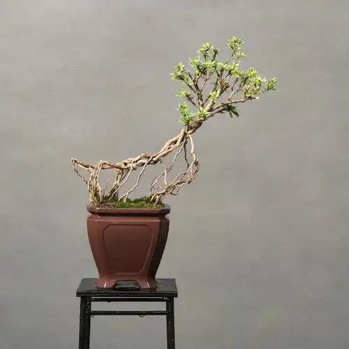 08提根老桩六月雪