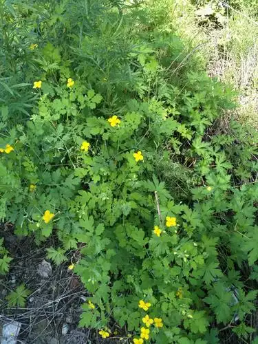 黄连,我第一次见.