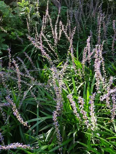 14,山麦冬          科属:天门冬科山麦冬属
