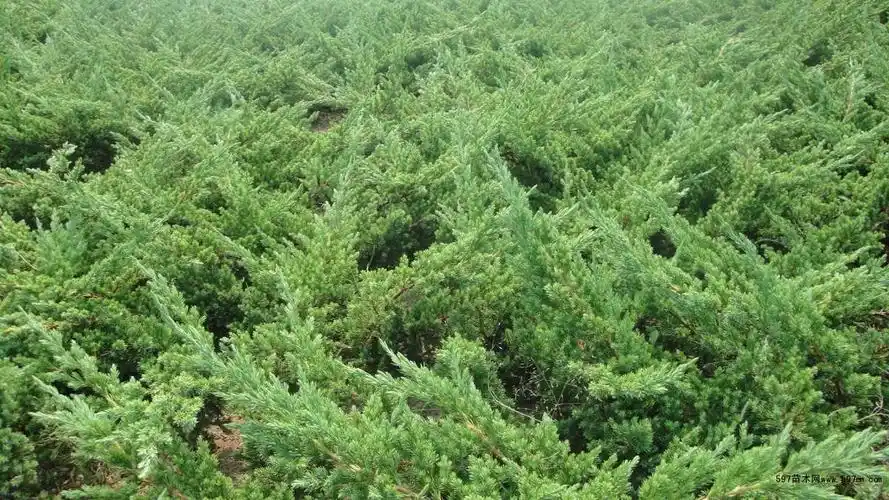 企业资讯 介绍30公分-35公分-40公分高铺地柏价格