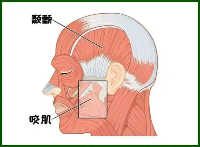 美脸大作战从搞定咬肌开始咬肌真的会越长越大吗