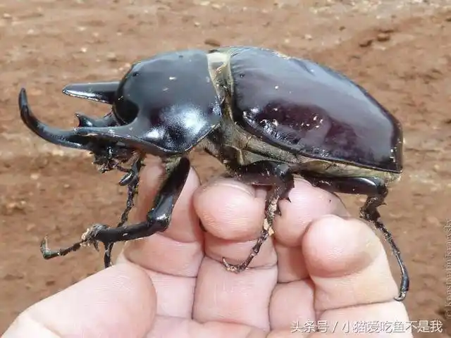 10只巨大的昆虫你见过吗