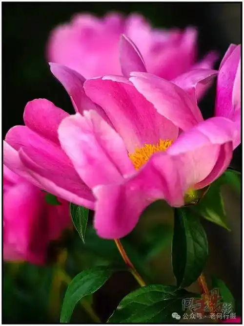 从摄影角度我更喜欢拍摄单瓣花,最主要的原因是单瓣花透光性强于重曝