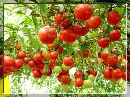 【图】★南瓜王★京郊老宋瓜园-蜂鸟摄影论坛