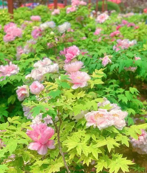 洛阳的牡丹花