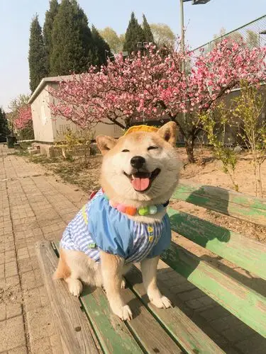 我现在的心情就像这只阳光快乐的小柴