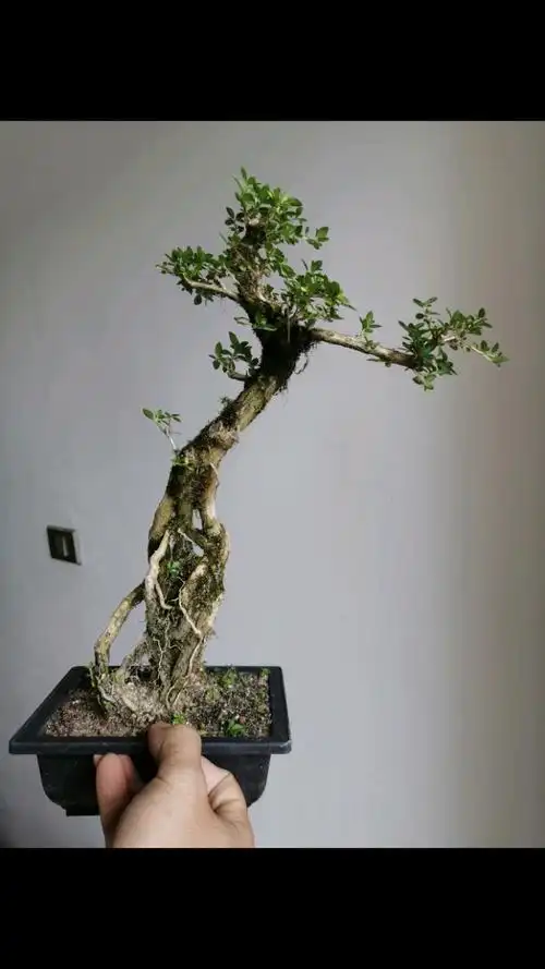 盆景#提根六月雪老桩