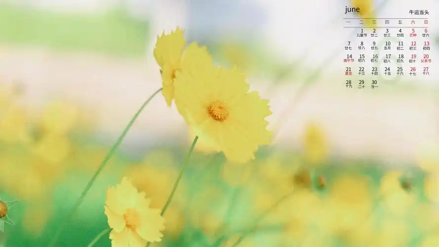 2021年6月小清新金鸡菊日历