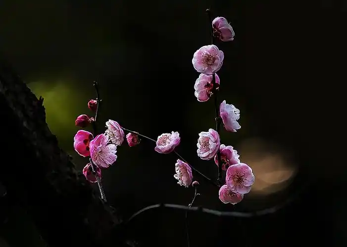 单纯的黑色背景梅花更显高雅纯洁之美