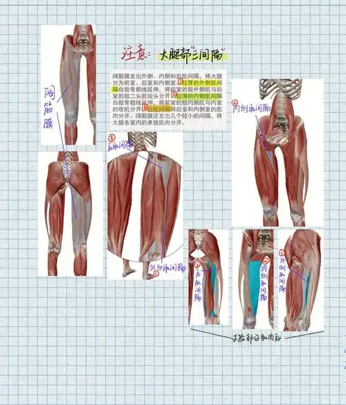 肌肉记忆第7篇章大腿部肌肉