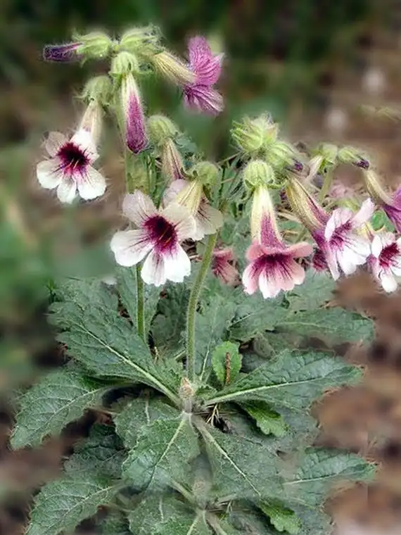 target="_blank" href="/item/地黄属">地黄属 /a>多年生草本植物,高