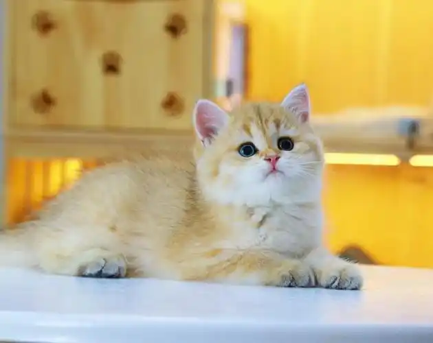 坐标龙岗25色11色金渐层弟弟可可爱爱