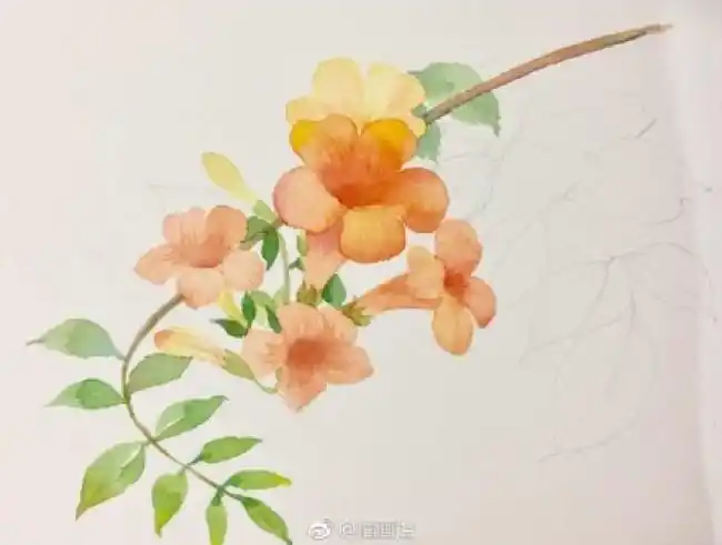 凌霄花水彩画图片凌霄花手绘教程凌霄花水彩怎么画凌霄花的画法