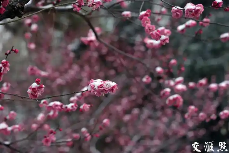 雪中梅花枝头俏
