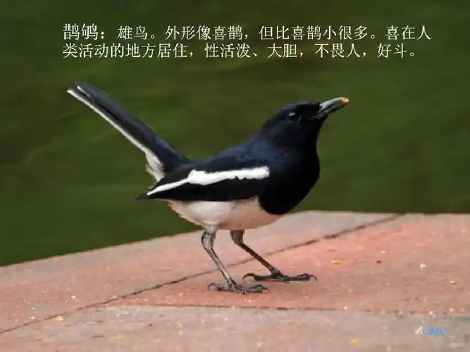 广西常见鸟美图片