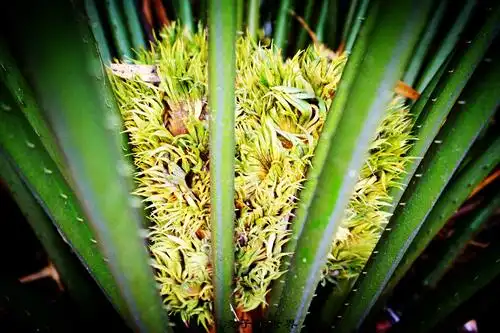 这时,有位爷爷走过来问我见过铁树开花吗?