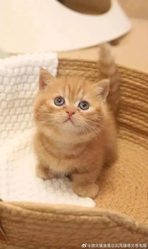 橘色矮脚 妹妹  圆嘟嘟小话痨#曼基康矮脚猫