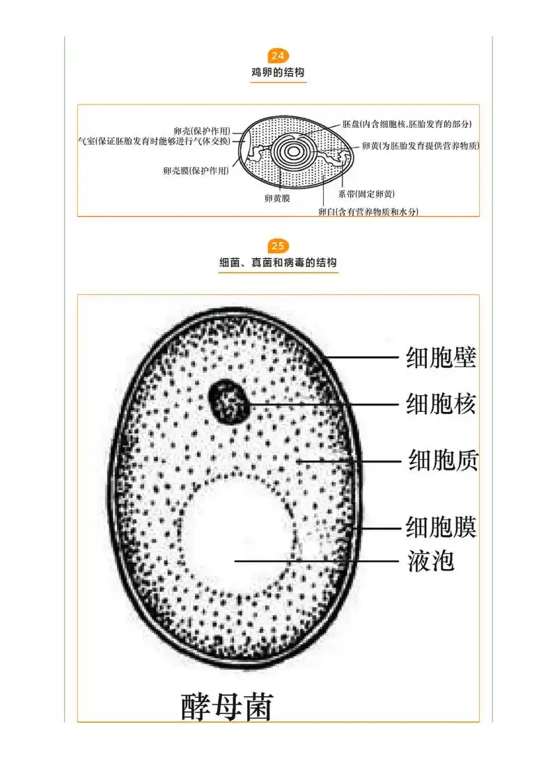 「初中生物——下」中考生物识图题常用结构示意图汇总,复习必备!