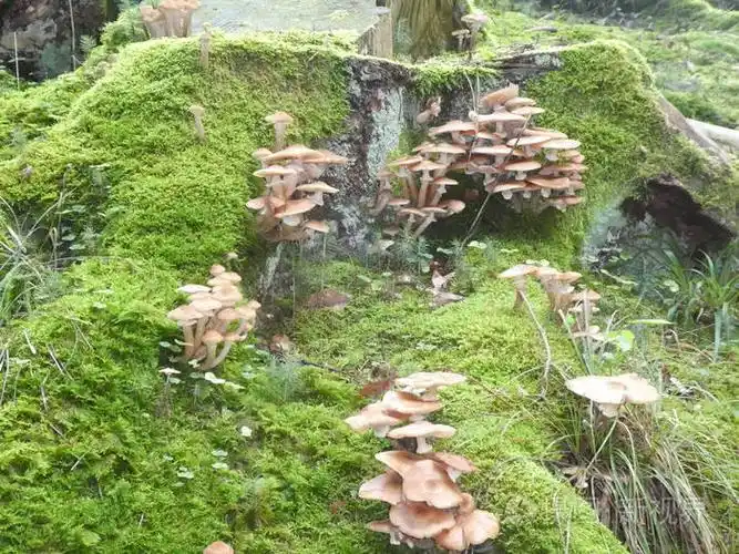 秋天,许多蘑菇生长在森林里的一棵老树干上