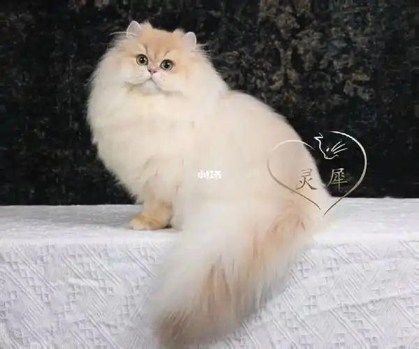 cy12长毛紫金渐层后备种公随缘出