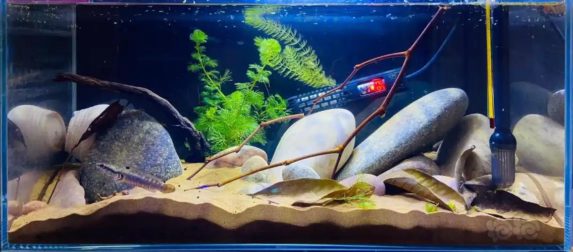 【雷龙】原生造景 雷龙缸