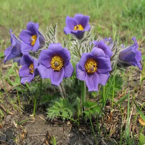 在开花时才刚刚生长出,有叶柄;叶片宽卵形,长4-14公分,三全裂,中裂片