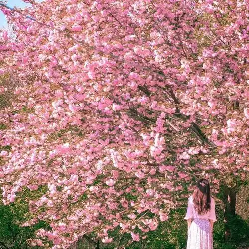 粉粉的樱花头像你喜欢吗?