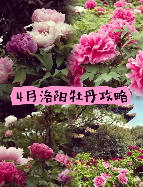 94洛阳国家牡丹园门票攻略94