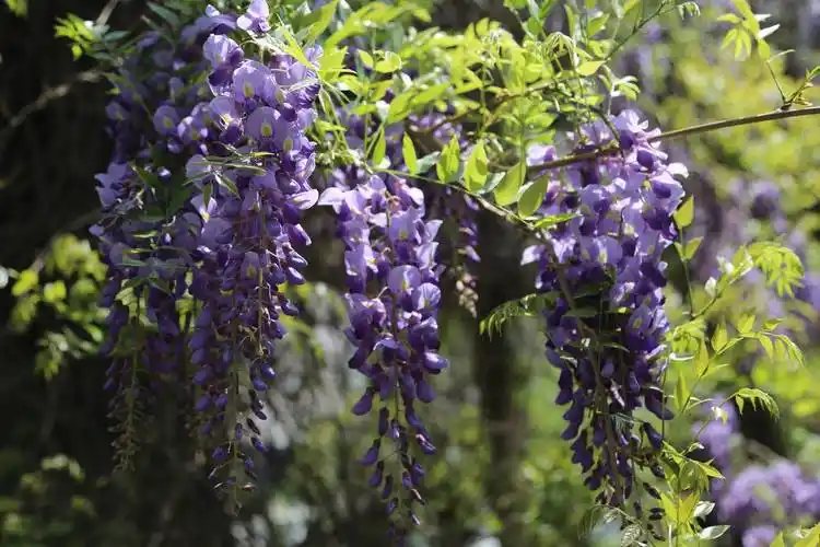 春天里的昭通印象紫藤花开香满园组图