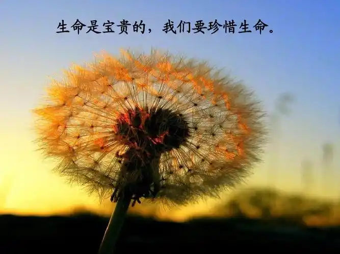 生命是宝贵的,我们要珍惜生命.