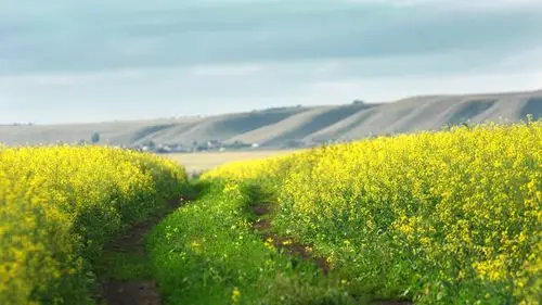 油菜花田园优美自然风光图片桌面壁纸-风景壁纸-手机壁纸下载-美桌网
