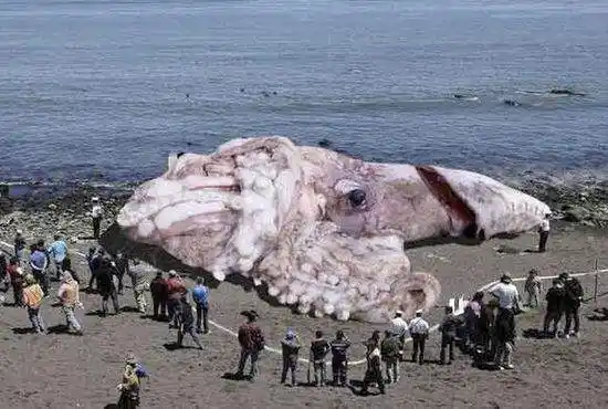 印尼惊现15米长巨型海洋怪物 身份仍在揣测中