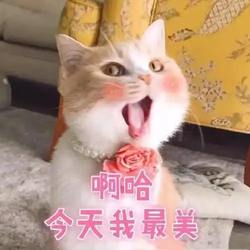 啊哈今天我最美(猫咪表情包)
