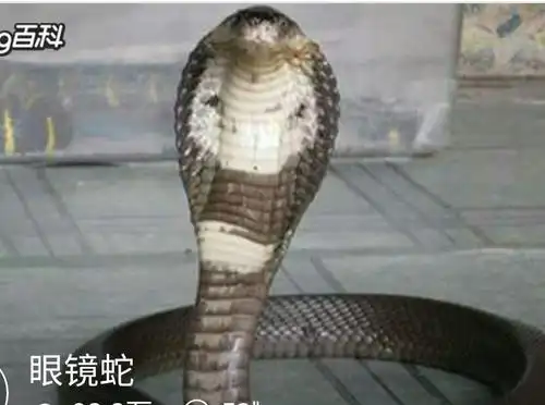 no0002父母是挡在子女和死神之间的一堵墙草稿