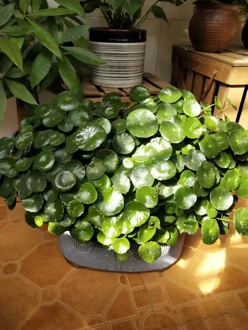 铜钱草是最好养的植物了没有之一