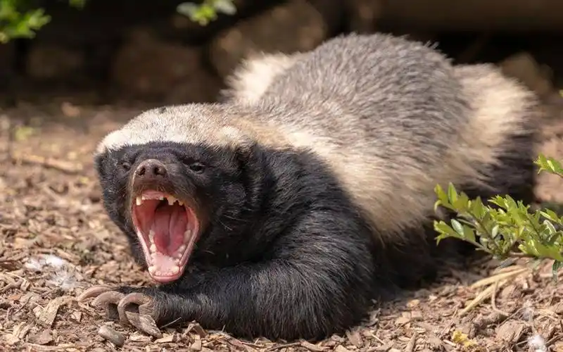 史上最凶残的蜜獾大战狮子,豹子,蛇.行动中