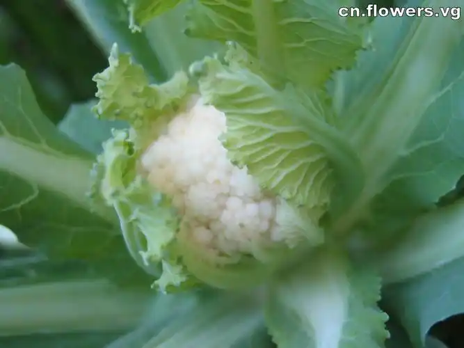 p>花椰菜,又称花菜,菜花或椰菜花,花椰菜为 a target="_blank" href=